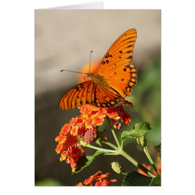 Mariposa naranja (Frente)