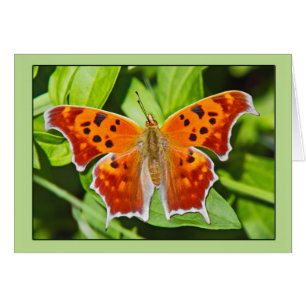 Mariposa naranja