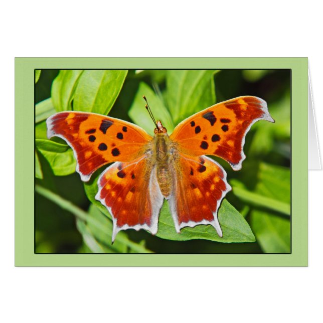 Mariposa naranja (Anverso (Horizontal))