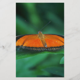 Mariposa naranja brillante y negra en hoja