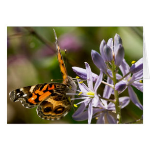 Mariposa naranja en ropa de higiene salvaje y rega