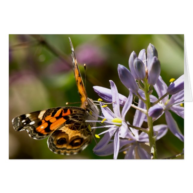 Mariposa naranja en ropa de higiene salvaje y rega (Anverso (Horizontal))