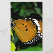 Mariposa naranja, negra y blanca en hoja