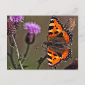 mariposa naranja sobre la postal de la flor del ca