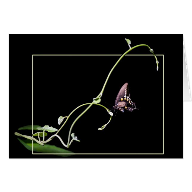 Mariposa negra (Anverso (Horizontal))