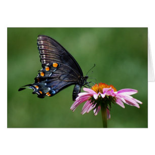 Mariposa negra de Swallowtail en Coneflower