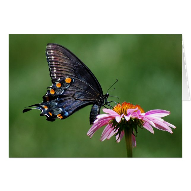 Mariposa negra de Swallowtail en Coneflower (Anverso (Horizontal))
