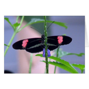 Mariposa negra en la flor azul