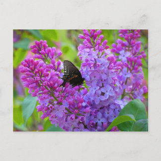 Mariposa negra en la postal de Lilac