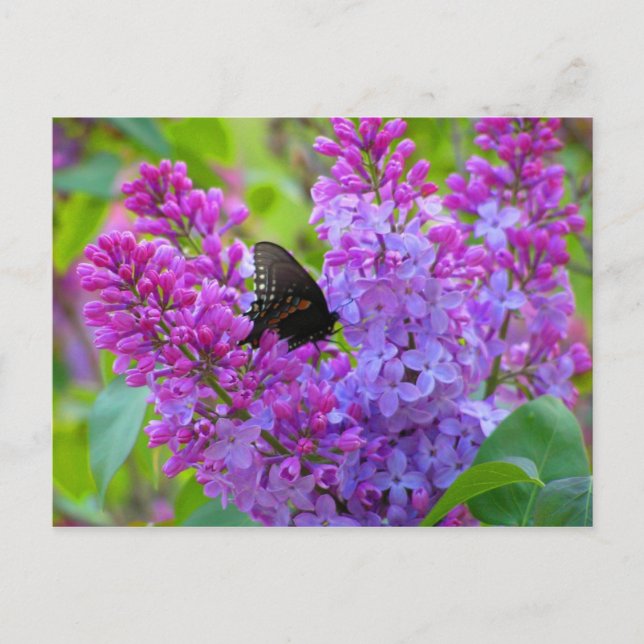 Mariposa negra en la postal de Lilac (Anverso)