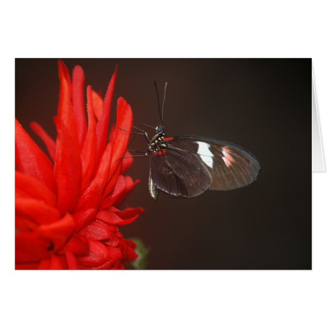 Mariposa negra monarca (Anverso (Horizontal))