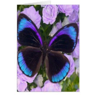 Mariposa negra, púrpura y azul
