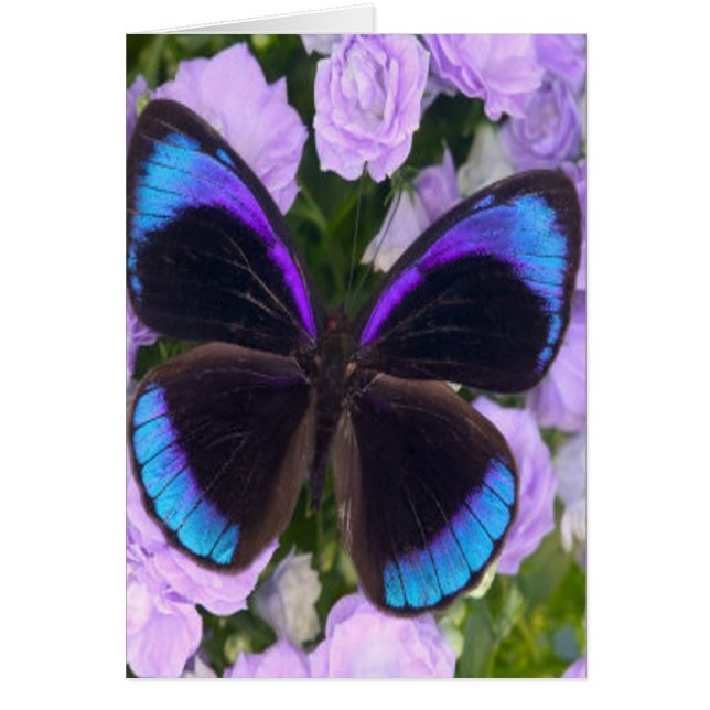 Mariposa negra, púrpura y azul (Frente)