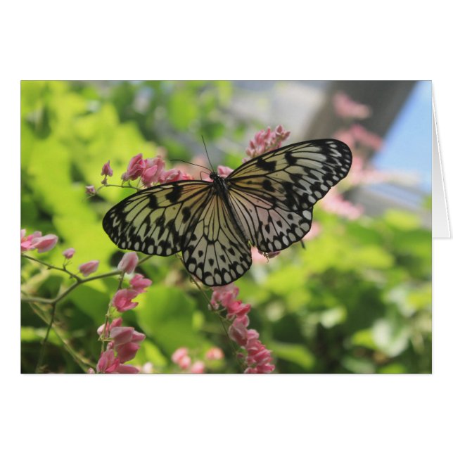 Mariposa Negra Y Blanca En Flor Rosa (Anverso (Horizontal))