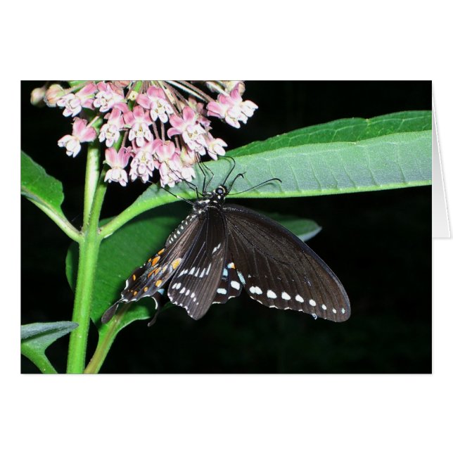 Mariposa nocturna cola de golondrina negra en Shen (Anverso (Horizontal))