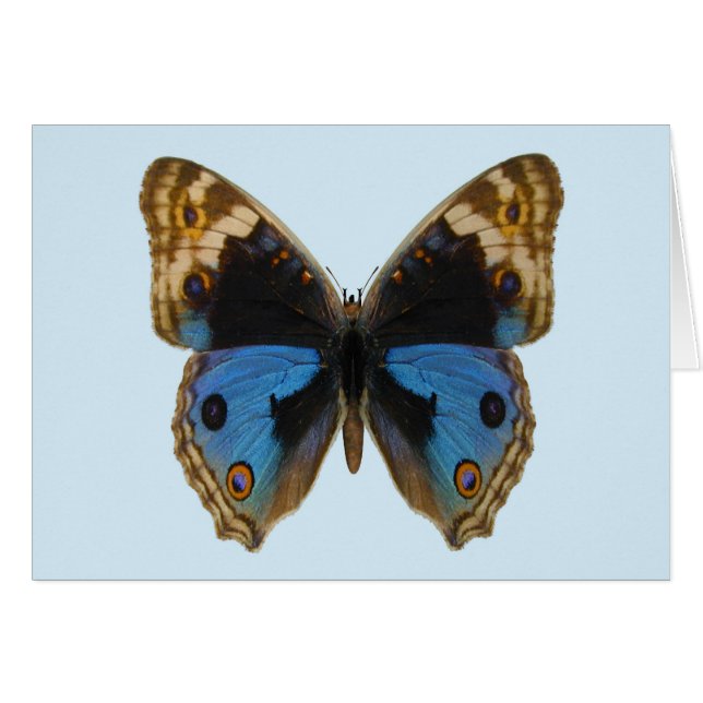 Mariposa Pansy Azul (Anverso (Horizontal))