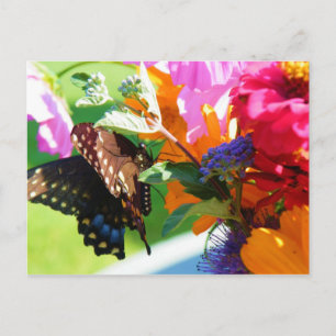 Mariposa - Pensando en tu postal