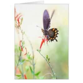 Mariposa pipevina a la luz de la tarde