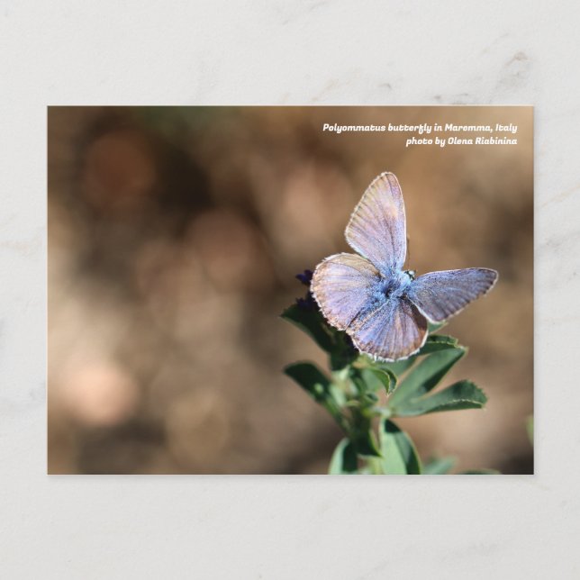 Mariposa poliommatus en Maremma, postal italiana (Anverso)