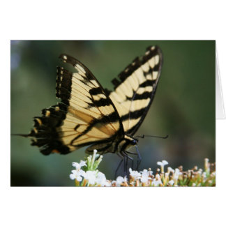 "mariposa" por Larry Coressel