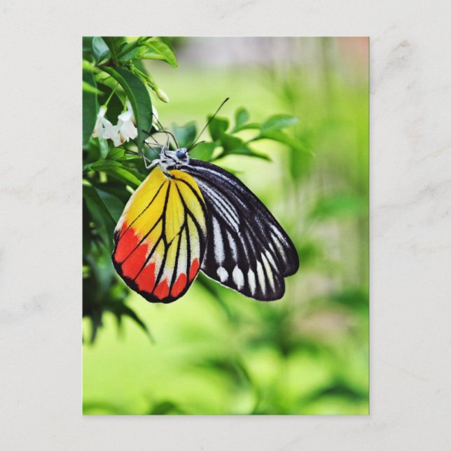 Mariposa - postales (Anverso)