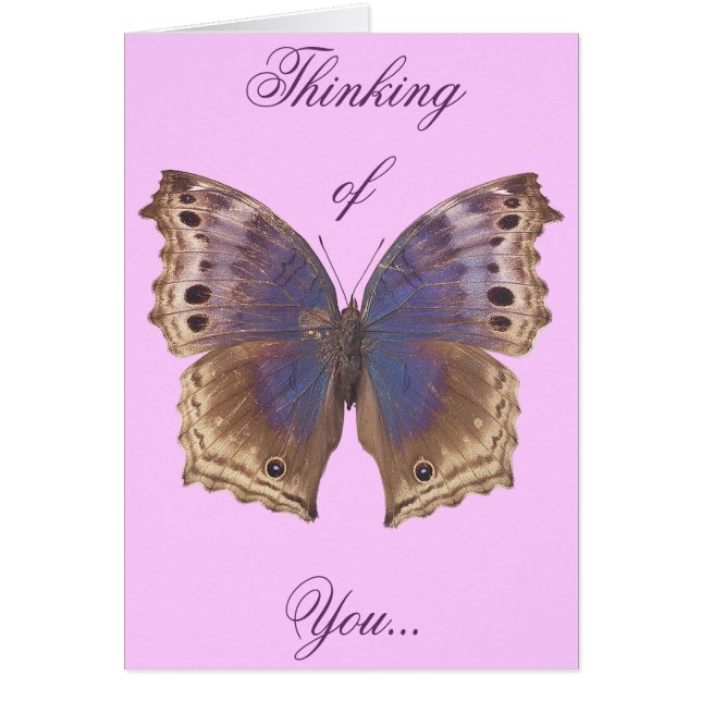 Mariposa púrpura magnífica (Frente)