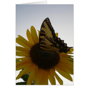 Mariposa que descansa en la oscuridad