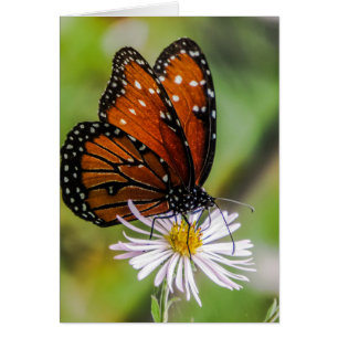 Mariposa reina