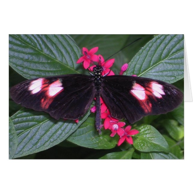mariposa rosa y negra (Anverso (Horizontal))