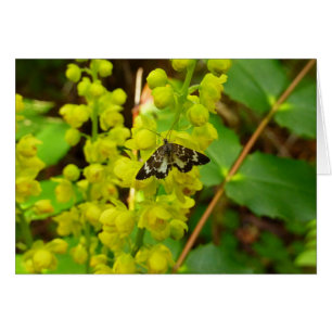 Mariposa secuoya y flores silvestres