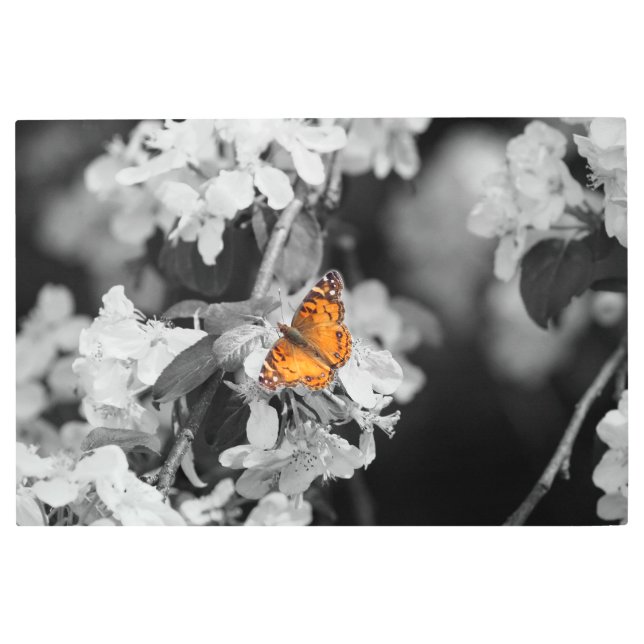 Mariposa Señora Americana En Flor, Arte Metalizado (Anverso)