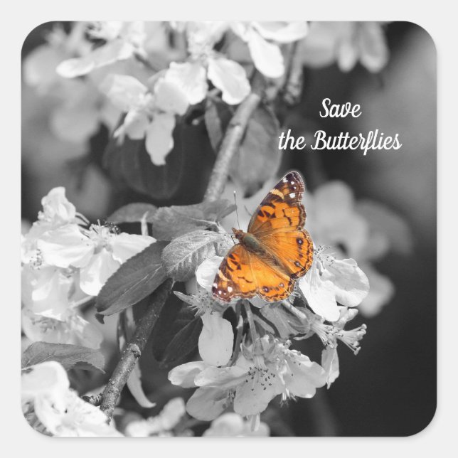 Mariposa Señora Estadounidense En Pegatinas De App (Anverso)