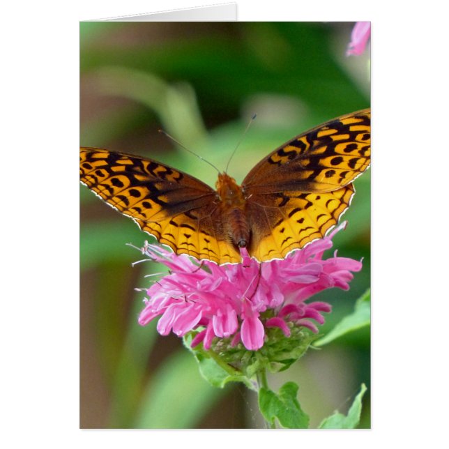 Mariposa Silvery Checkerspot (Frente)