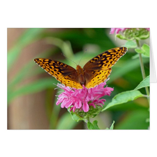 Mariposa Silvery Checkerspot (Anverso (Horizontal))