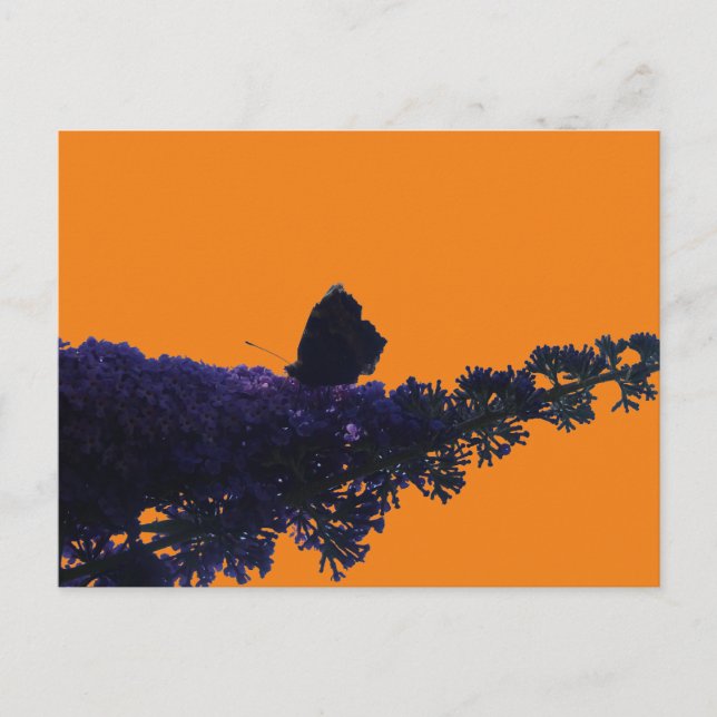 Mariposa silvestre en la postal de mariposa Bush D (Anverso)