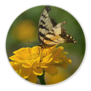 Mariposa Sobre El Pomo De La Cerámica De Zinnia