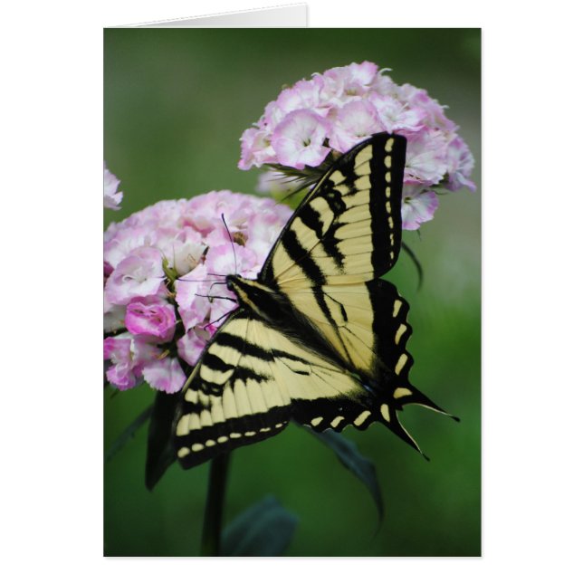 Mariposa Sobre La Tarjeta De Flor Williams Dulce (Frente)