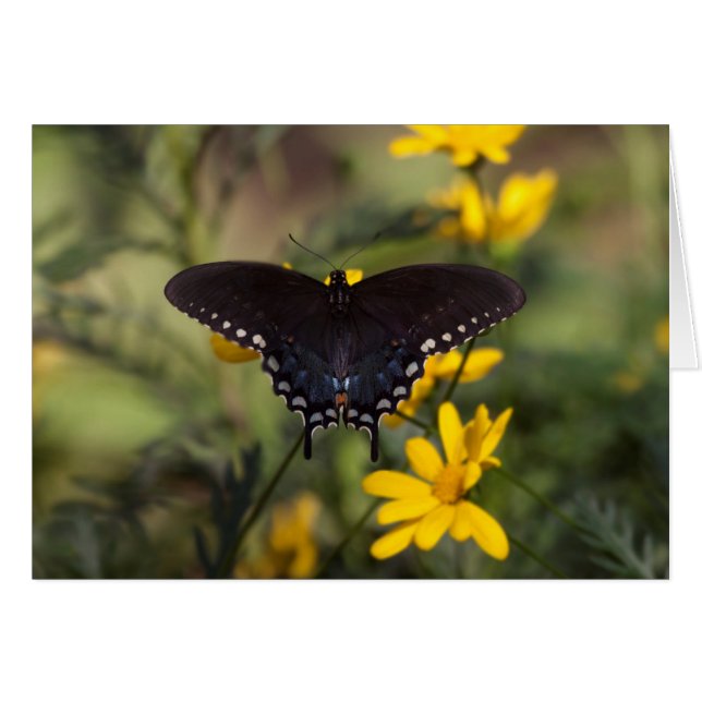 Mariposa Swallowtail de primavera (Anverso (Horizontal))