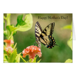 Mariposa Swallowtail del Tigre del Este