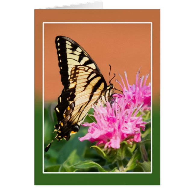 Mariposa Swallowtail del Tigre del Este (Frente)