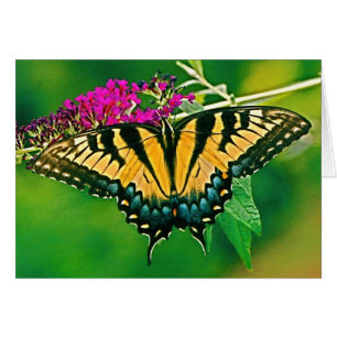 Mariposa Swallowtail del Tigre del Este