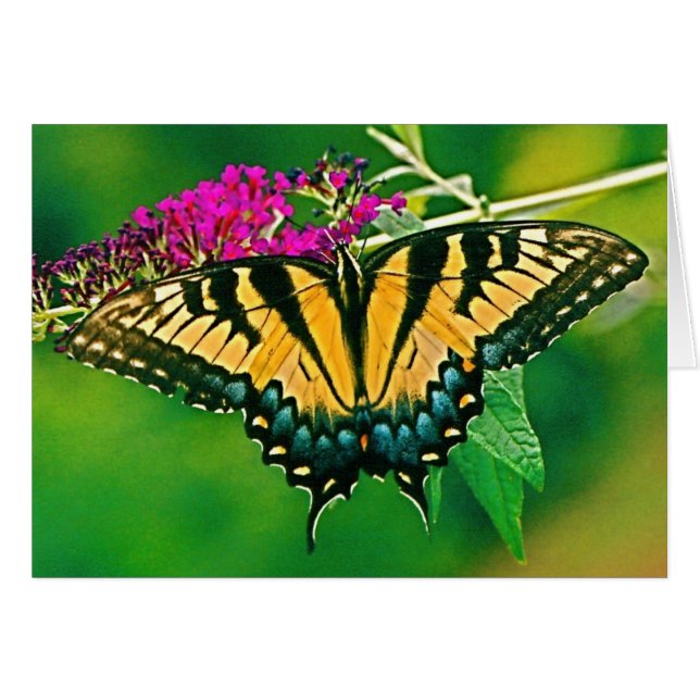 Mariposa Swallowtail del Tigre del Este (Anverso (Horizontal))