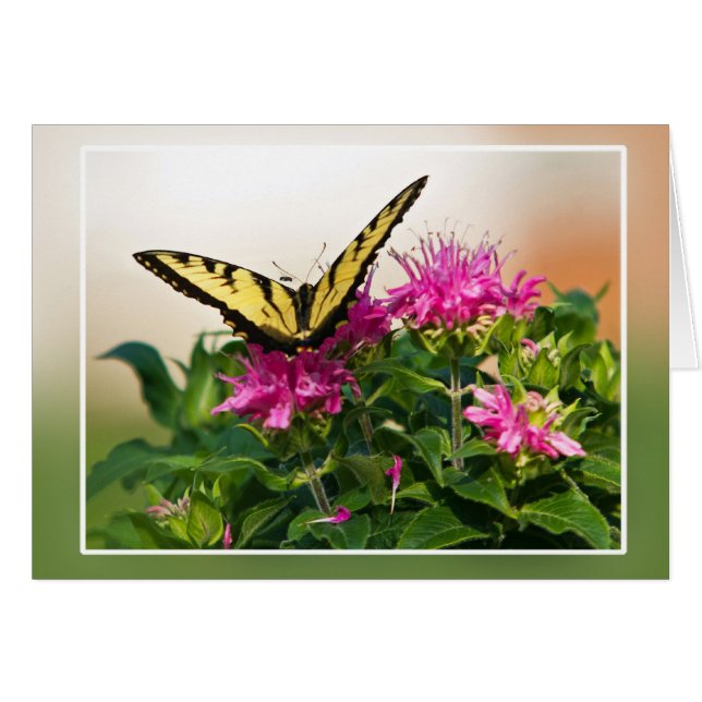Mariposa Swallowtail del Tigre del Este (Anverso (Horizontal))