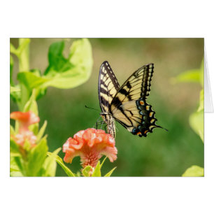 Mariposa Swallowtail del Tigre del Este
