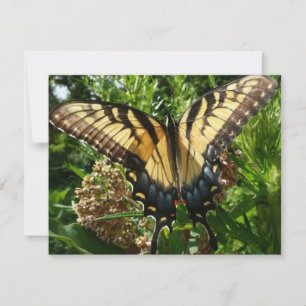 Mariposa Swallowtail III Foto Hermosa y Colorida