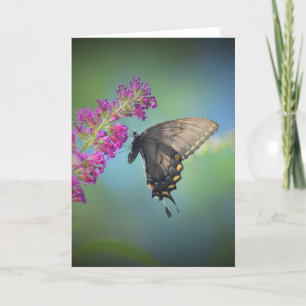 Mariposa, tarjeta