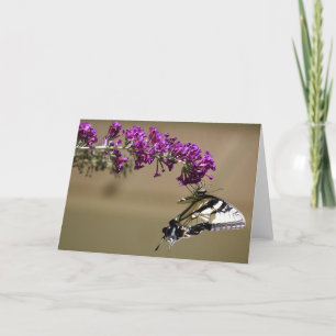 Mariposa, tarjeta