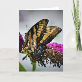 Mariposa, tarjeta