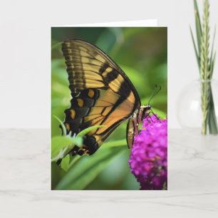 Mariposa, tarjeta