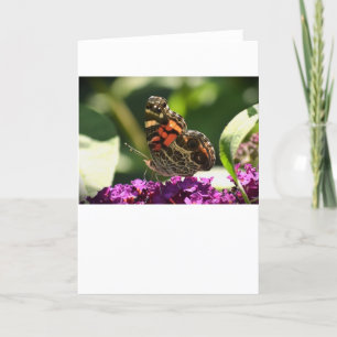 Mariposa, tarjeta